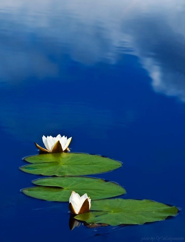 лилии, тригорское, пушкинские горы, лето, лукьяненко Цветы, небесной красоты. фото превью