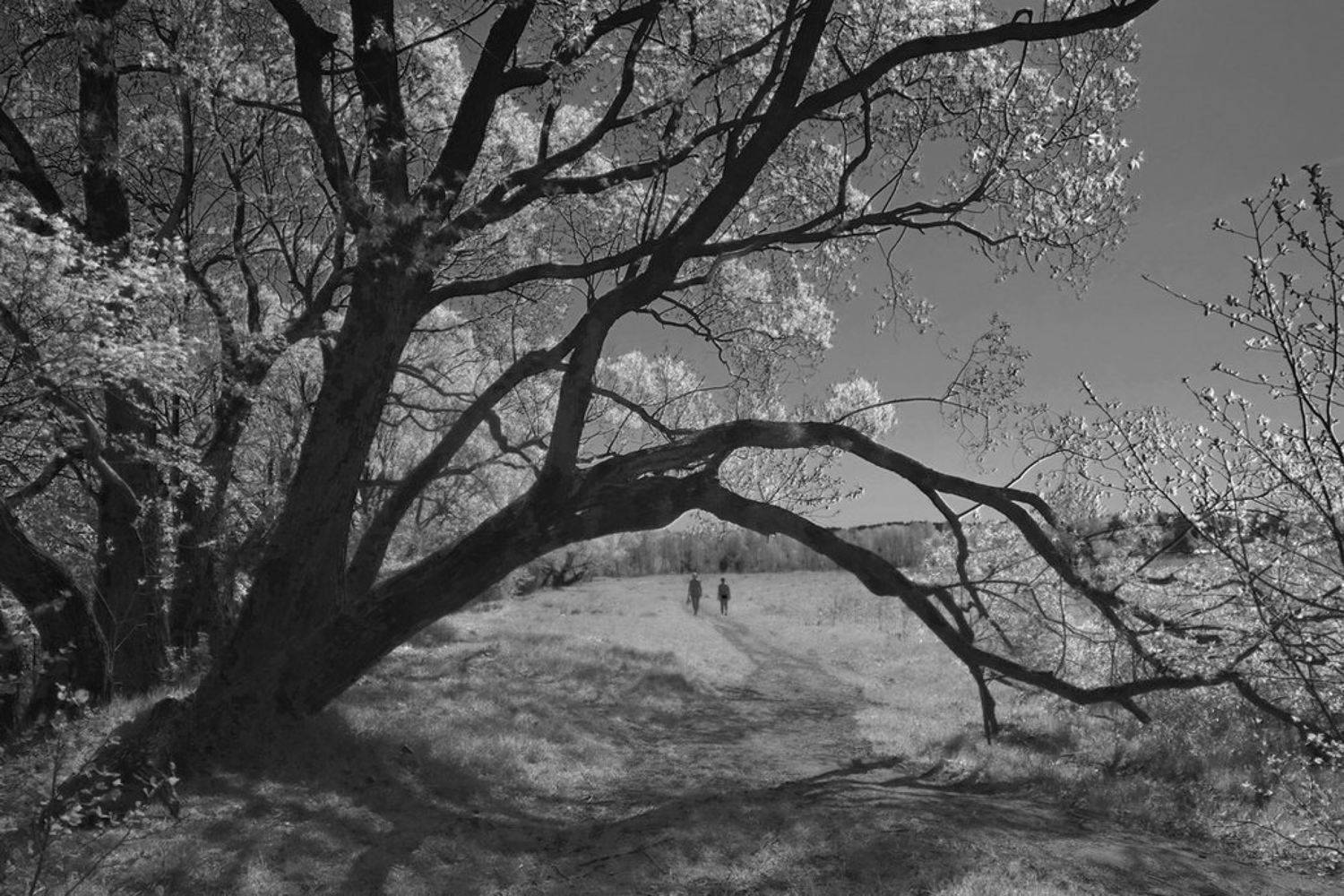 инфракрасное, фото, Андрей Аркин