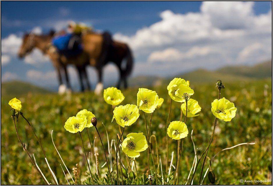 алтай, горы, горный алтай, маки, плато, аня графова, Аня Графова