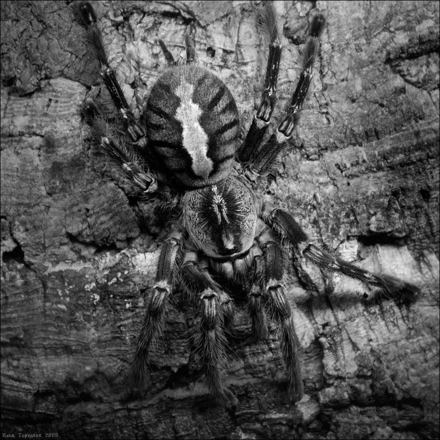 птицеед, Илья Турецкий