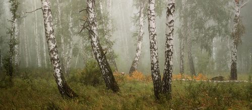 Туманные хроники августа
