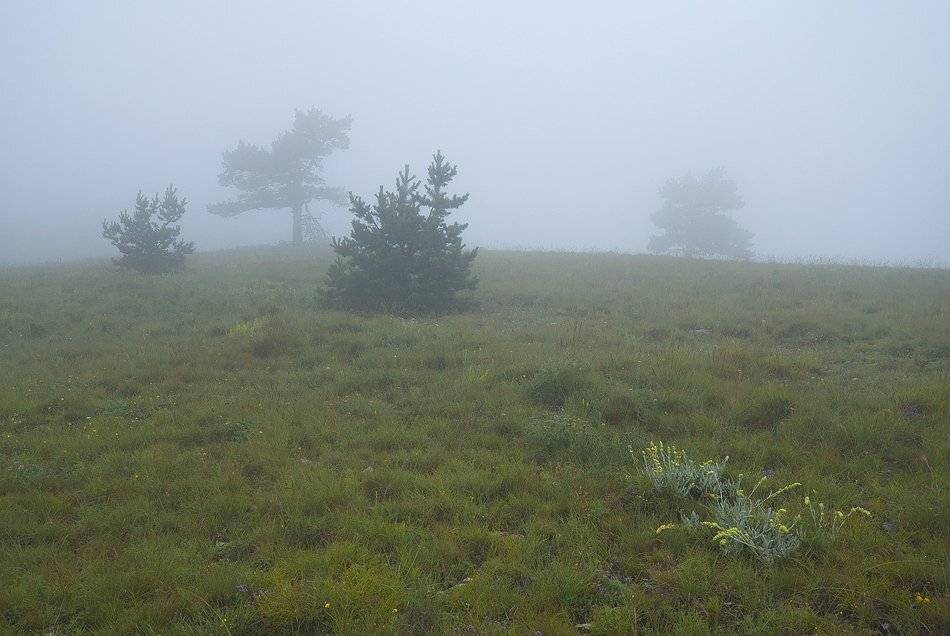 , Саша  Вайсберг / Waldschnepfe /