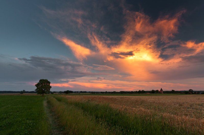 Lonely tree фото превью