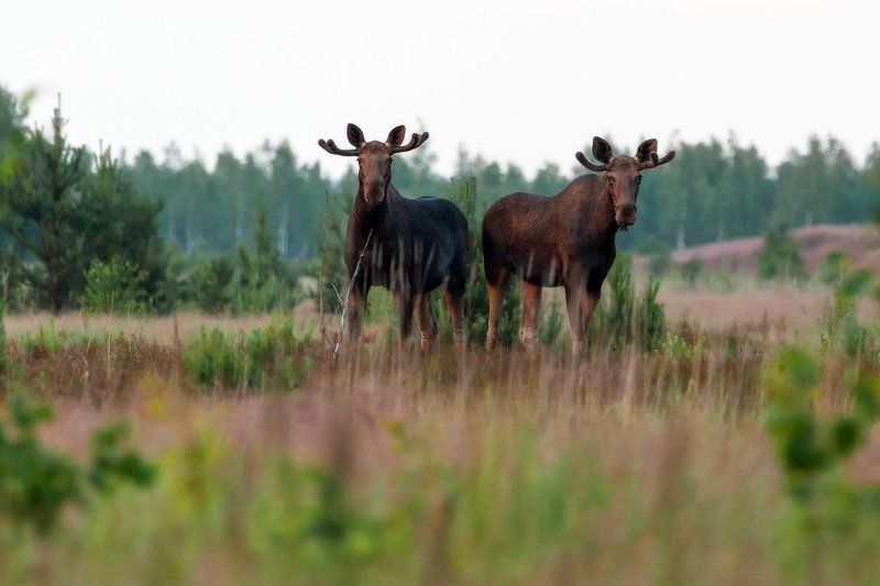 Братишки фото превью