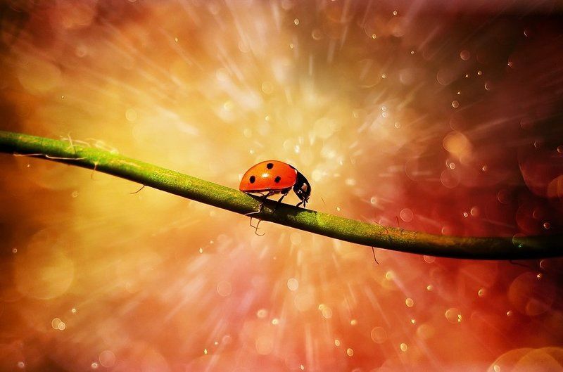 dream фото превью