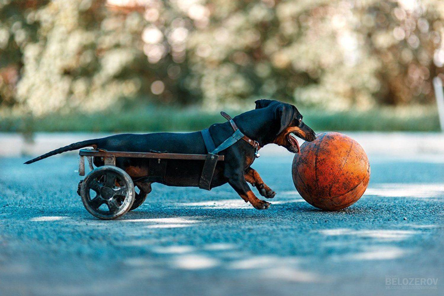 , Михаил Белозеров