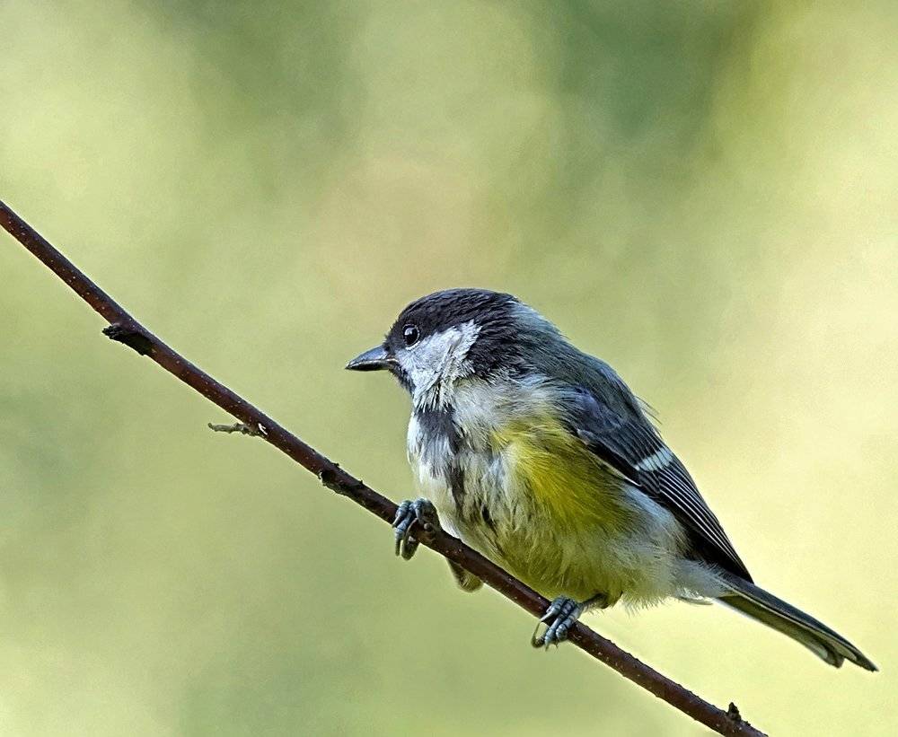 синица, Alexey Gnilenkov