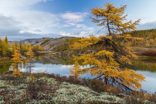Желтолиственное побережье