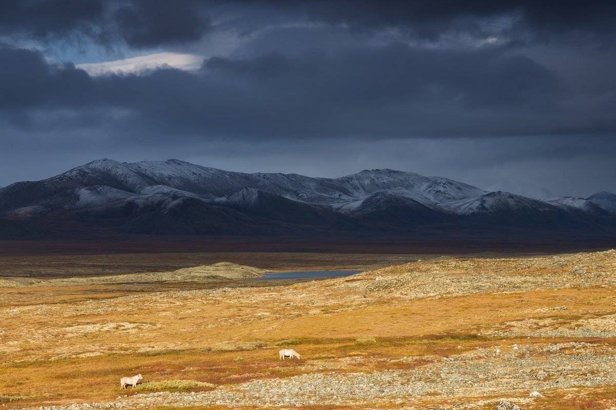 Индигирка, Казгинский хребет, Лошади, Момский улус, Тундра, Хребет черского, Чибагалах, Якутия, Кирилл Уютнов