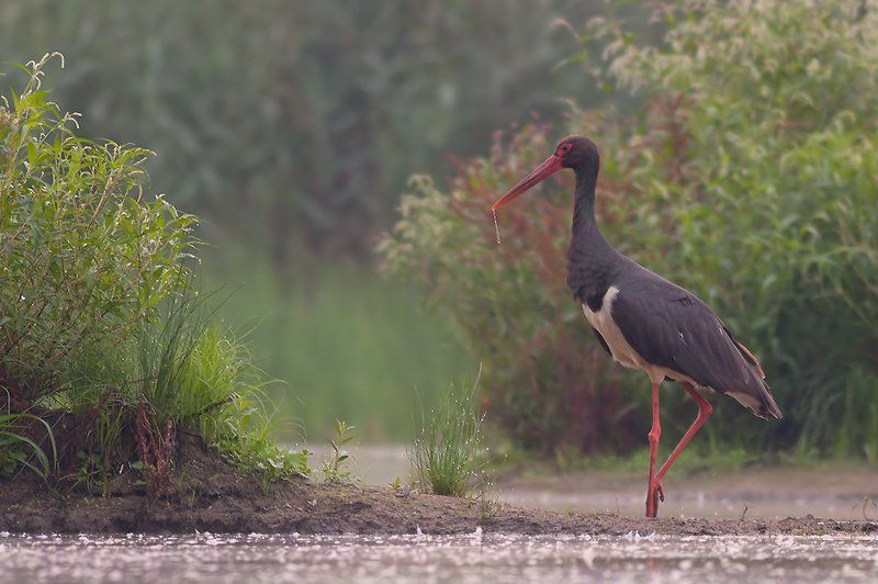 Black Stork фото превью