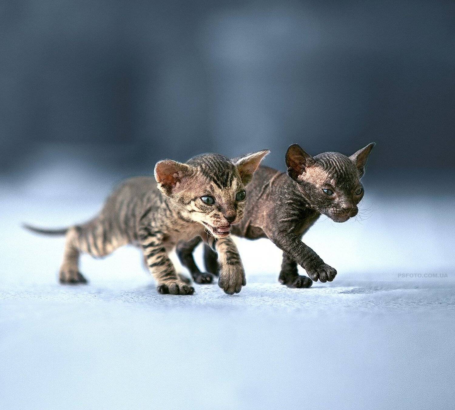 Cat, Cats, Little, Кот, Котенок, Котята, Полюшко Сергей