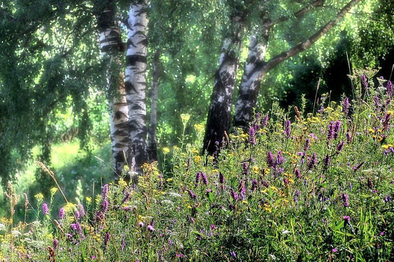 Солнечный день фото превью