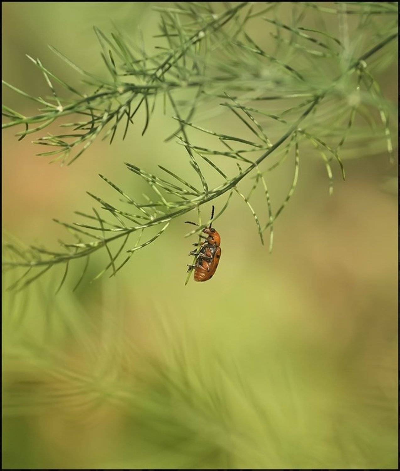 , Андрей Осокин