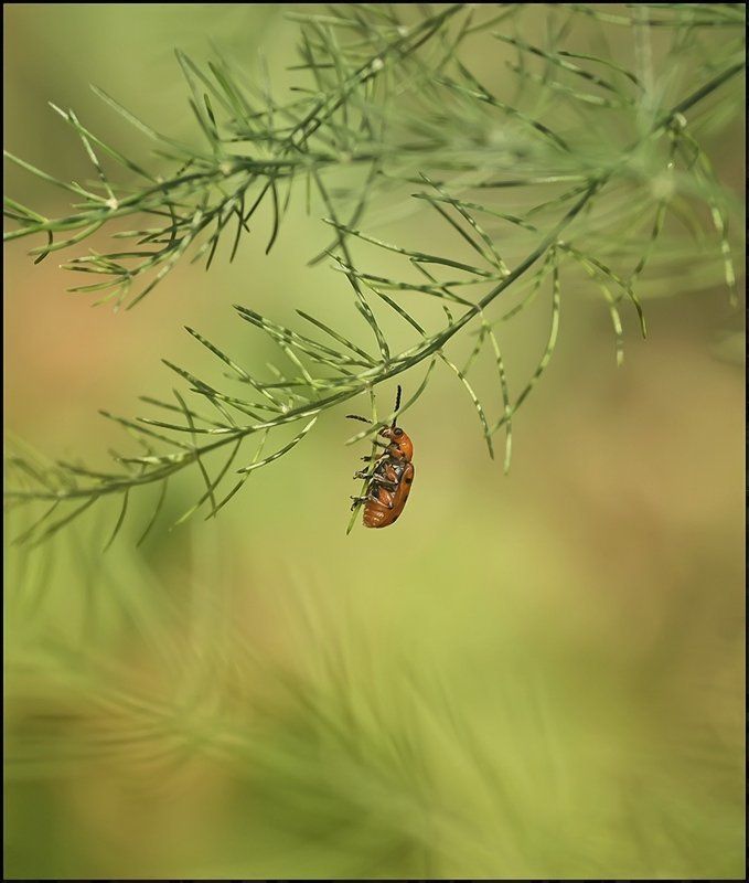 Под ёлочкой однажды... фото превью