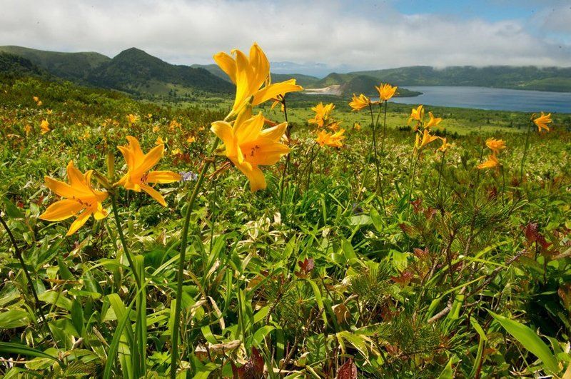 Fareast, Flowers, Island, Lake, Landscape, Nature, Volcano, Wildlife, Вулкан, Дальний восток, Дикая природа россии, Кунашир, Курилы, Лето, Лилии, Лилия, Озеро, Остров, Открытка, Пейзаж, Природа, Цветение, Цветок Кунаширская открытка фото превью