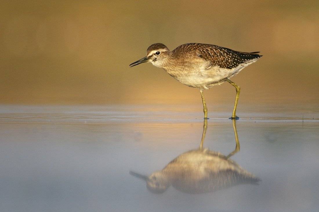 , Евгени Стефанов