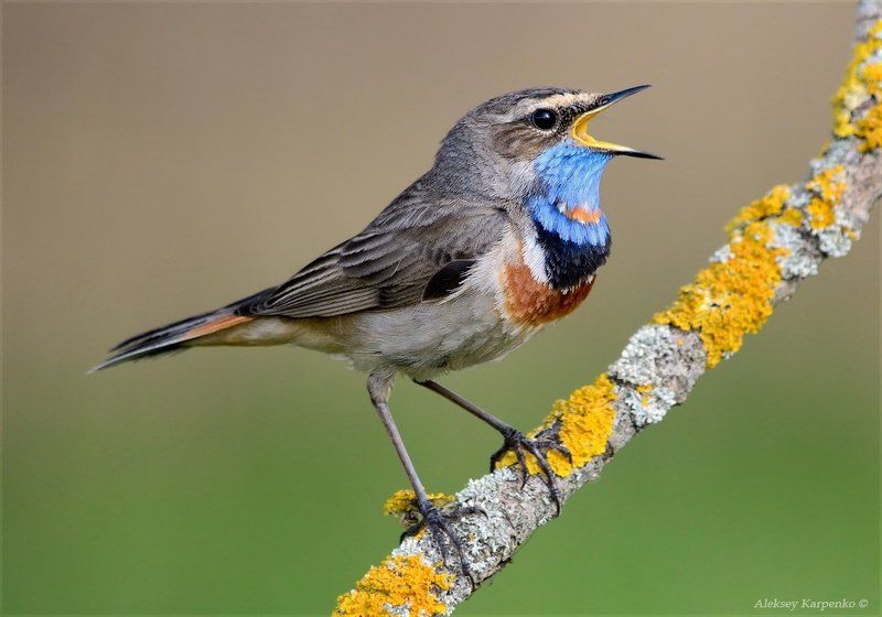 Birds, Macro, Nature, Wildlife Portfolio фото превью