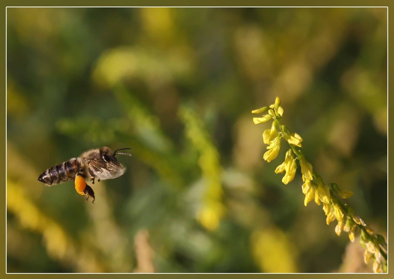 , Игорь Ломакин