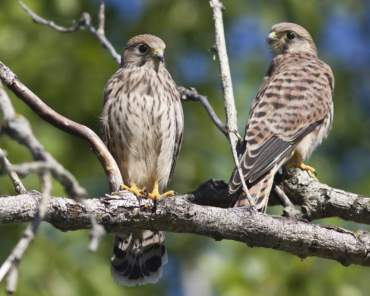 , Дмитрий Кугувалов
