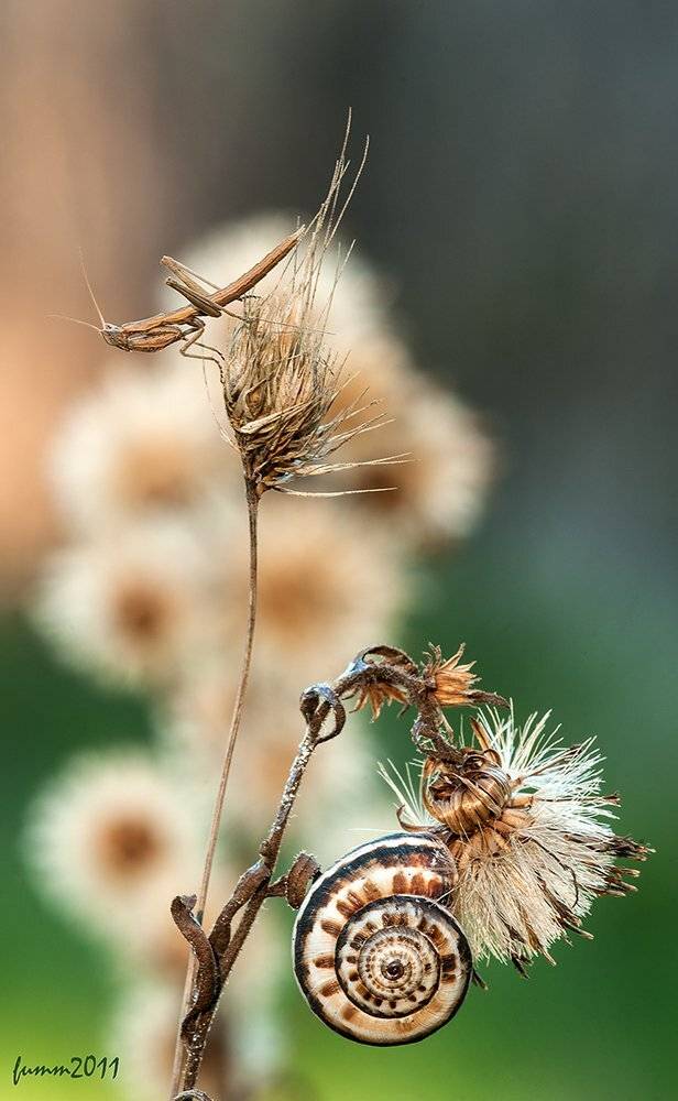 , Игорь ФУММ