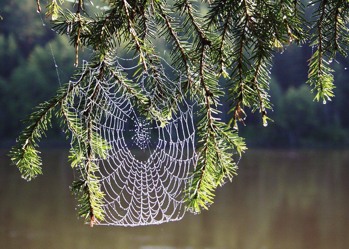 , Николай Морский