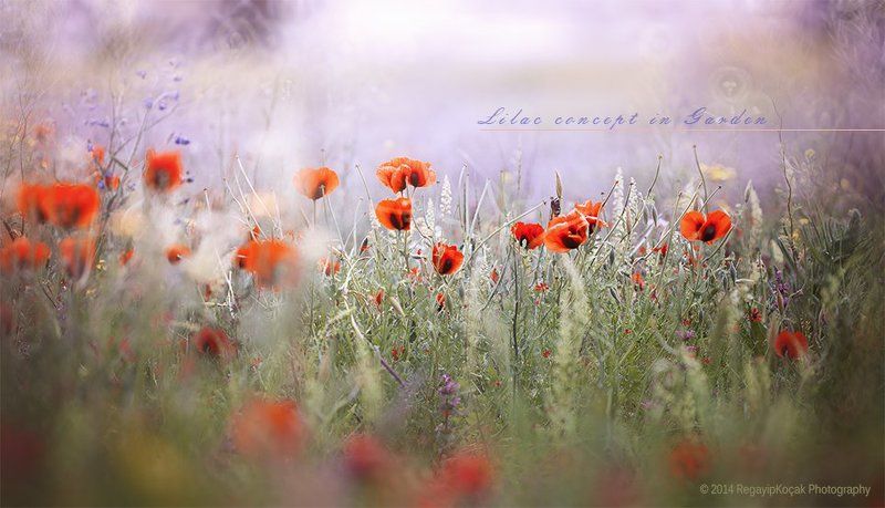 İn Garden фото превью