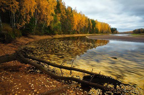 Золотая река