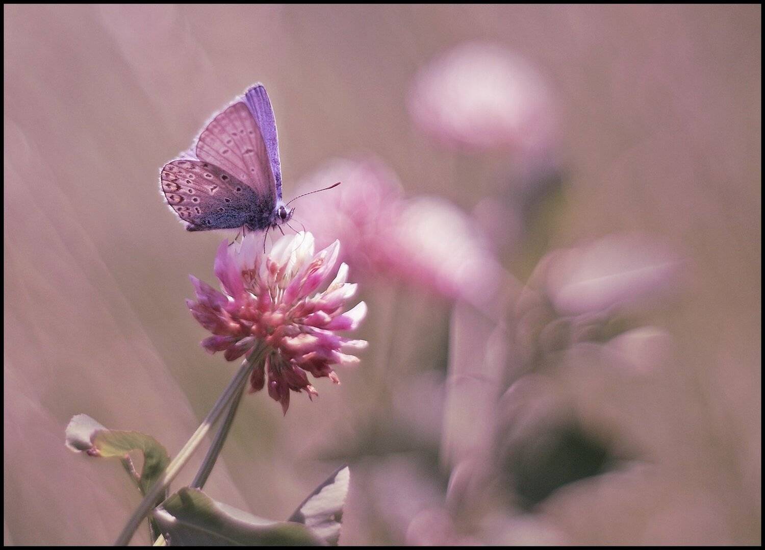 , Krzysztof Trojanowski