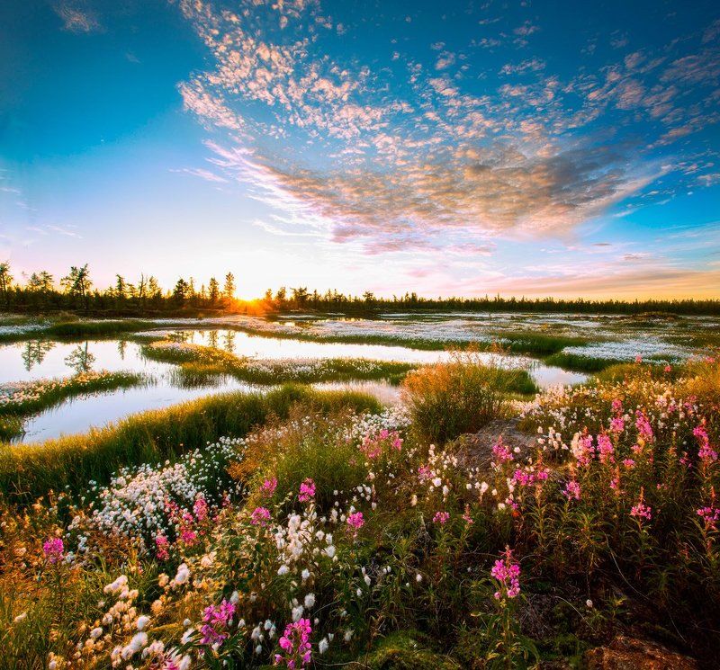 Закат, Лето, Уренгой, Цветы, Ямал Летний закат! фото превью