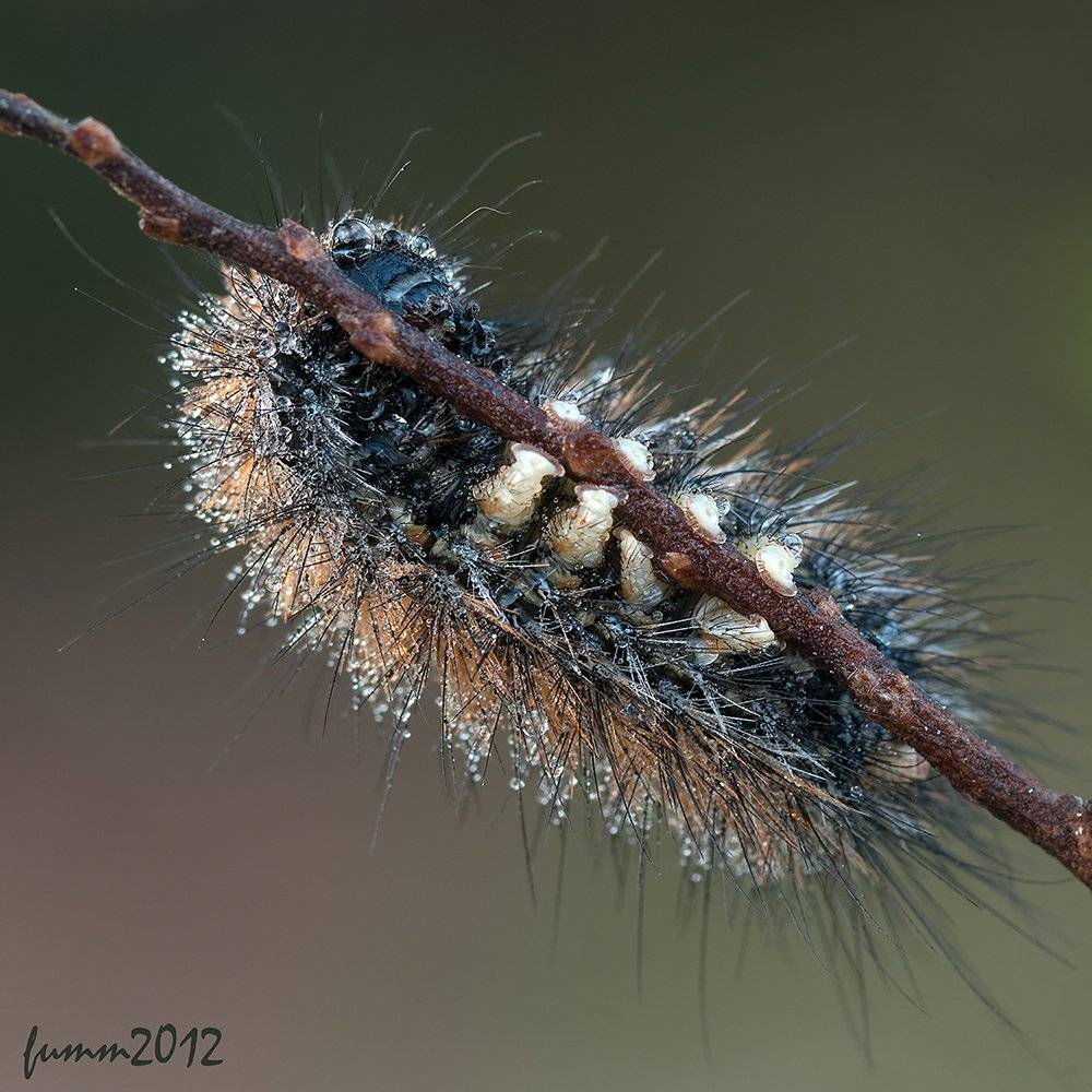 , Игорь ФУММ