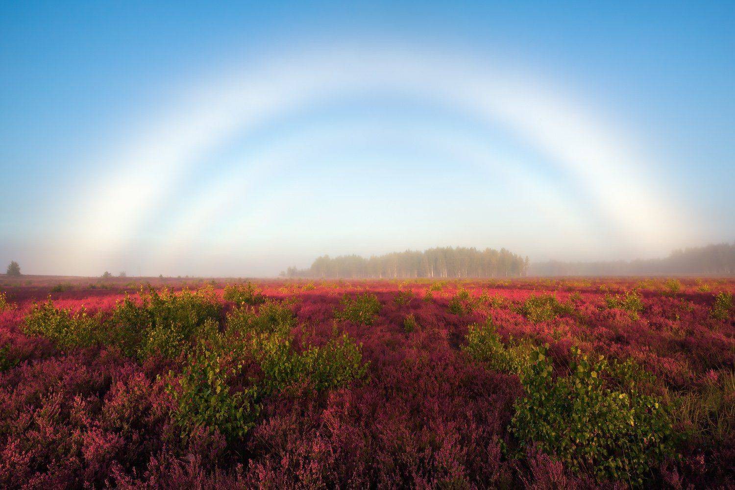 , Алексей Шандуров