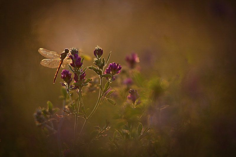 Вечерняя фото превью