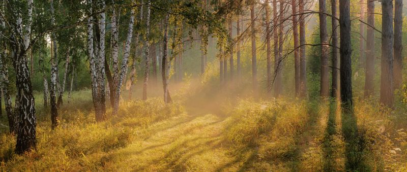 березки, дымка, лес, лучи Прикосновение света фото превью