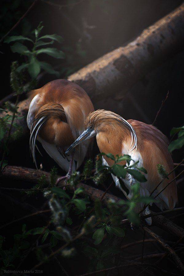 , Бабинцева Мария