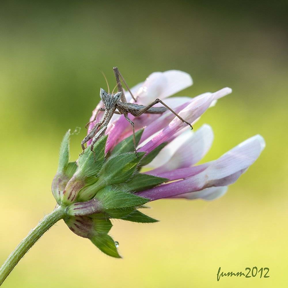 , Игорь ФУММ