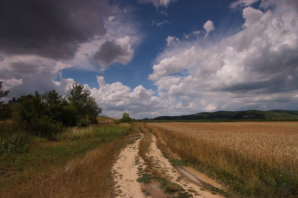 , Николай Шахманцир