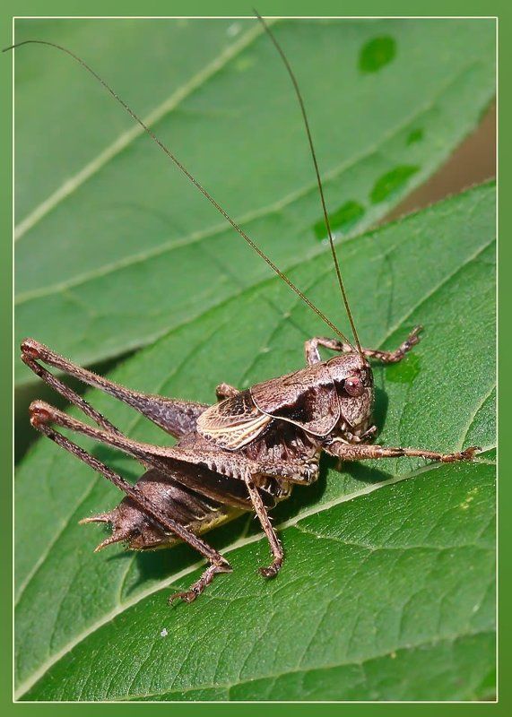 Ах усы мои усы!.. фото превью