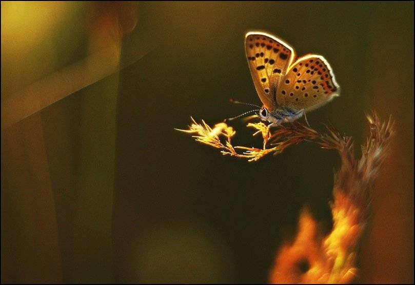 , Krzysztof Trojanowski