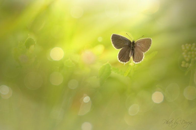 Emanuel фото превью