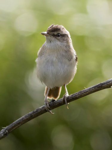 Paddyfield Warbler.