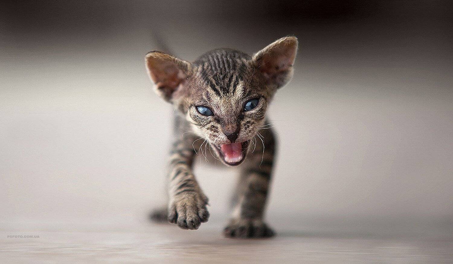 Cat, Little, Кот, Котенок, Сфинкс, Полюшко Сергей