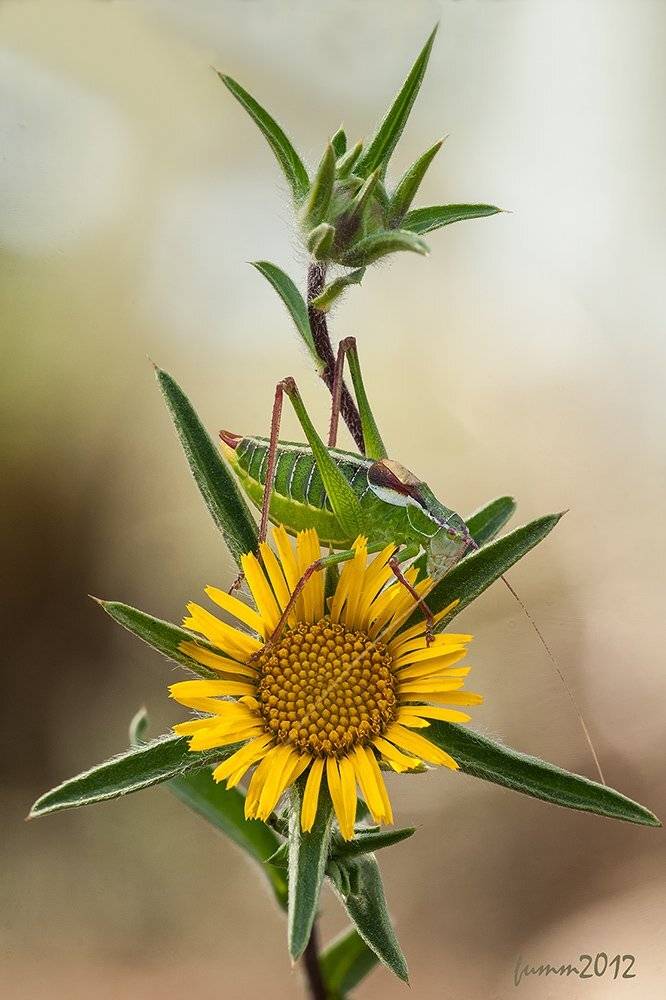 , Игорь ФУММ