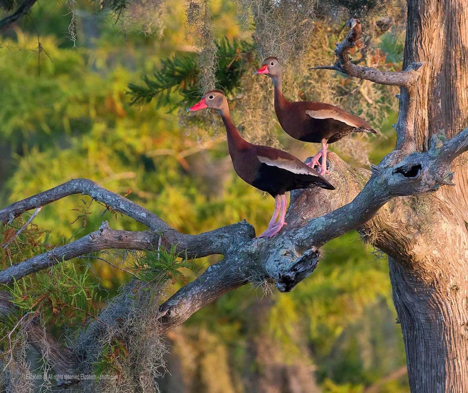 duck, florida, утка, чернобрюхая свистящая утка,black-bellied whistling duck, Elizabeth Etkind