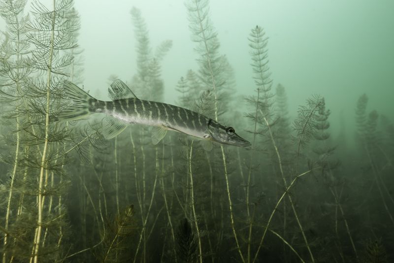 Лежнинское озеро. фото превью