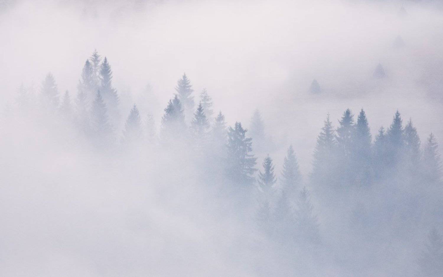 карпаты, туман, лес, стожки, Андрей Радюк