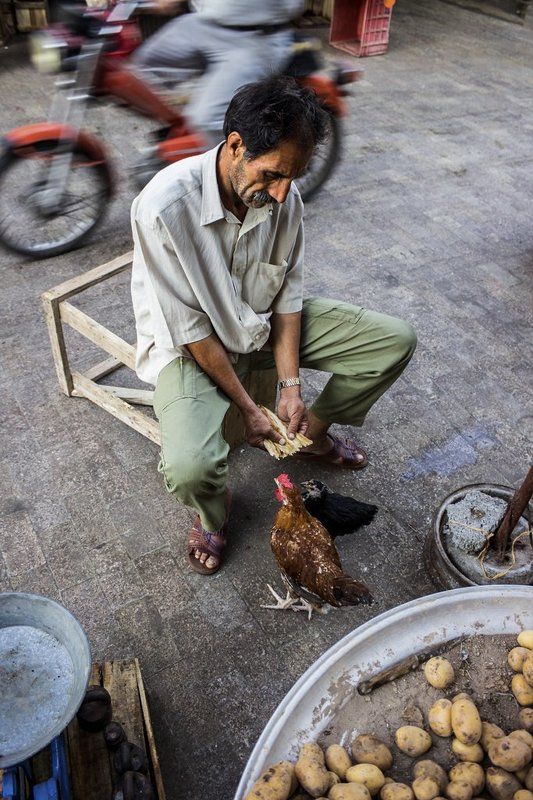 Companion фото превью