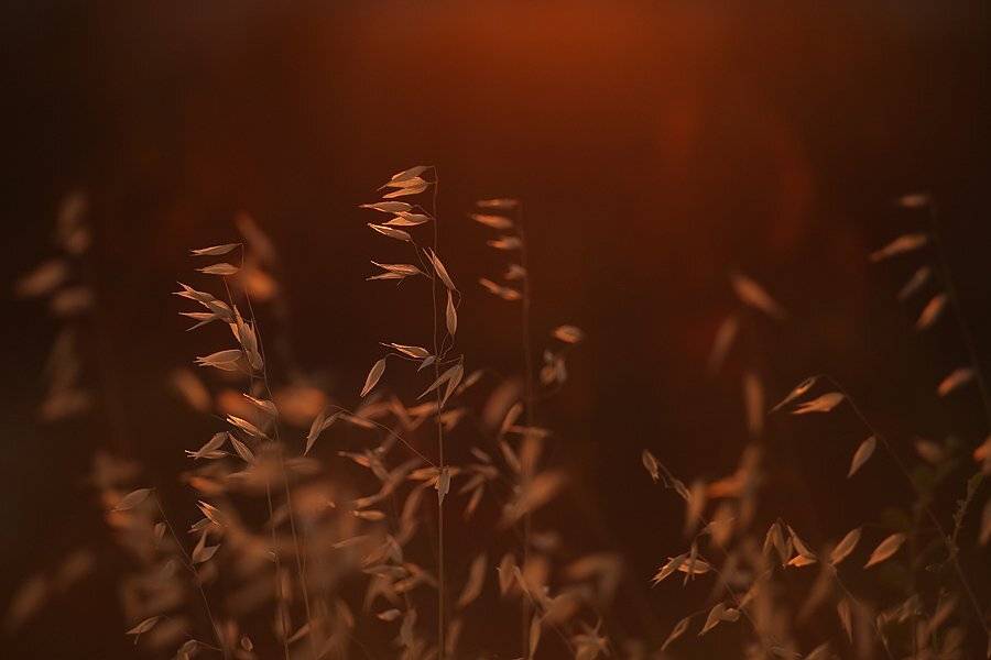 , тимур-тень