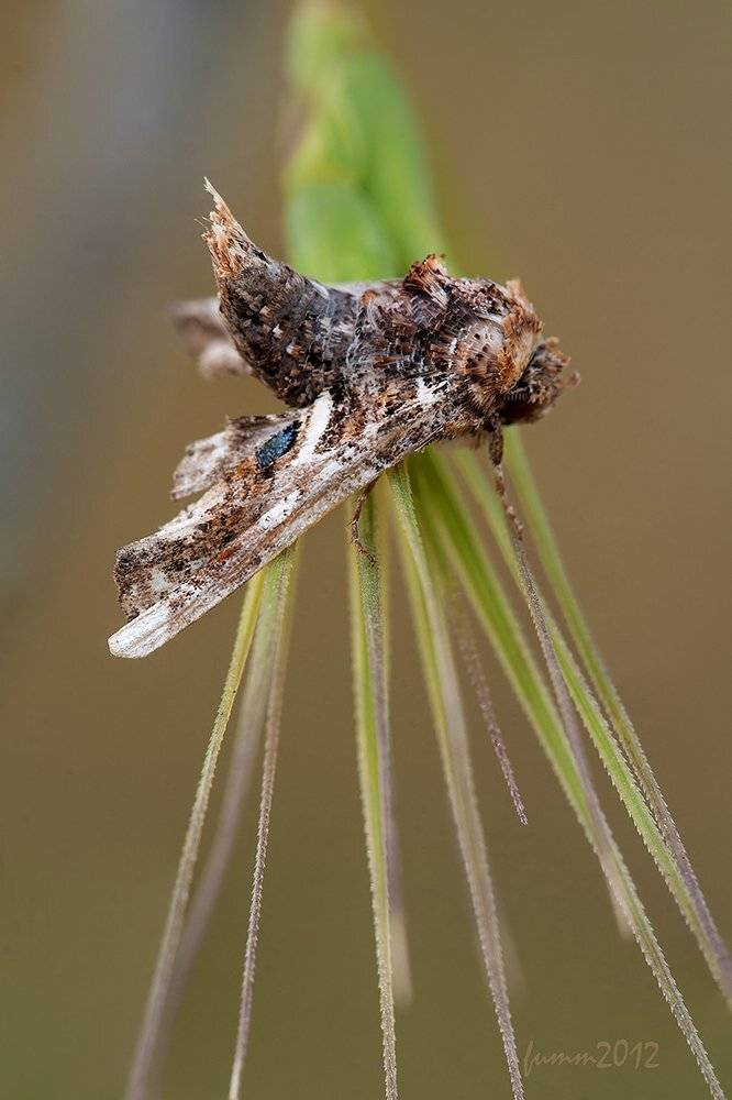 , Игорь ФУММ