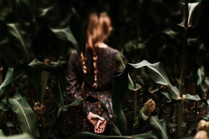 кукуруза, поле, сергей хартимеев Corn фото превью