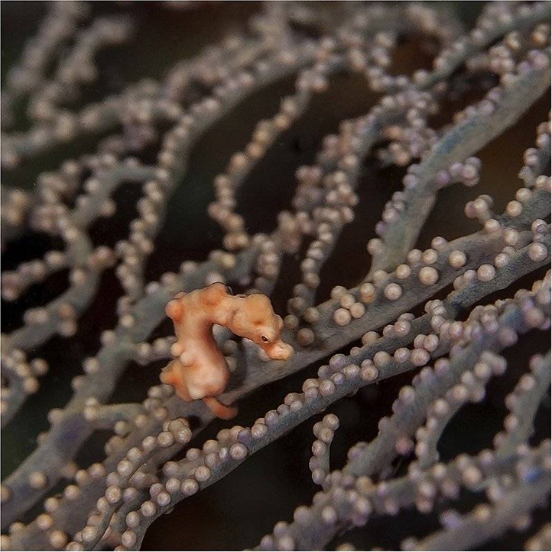 филиппины, пигмейский морской конек, Сергей Гаспарян